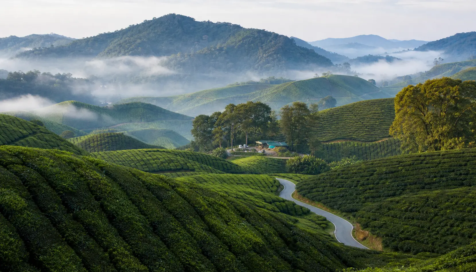 The tea hills