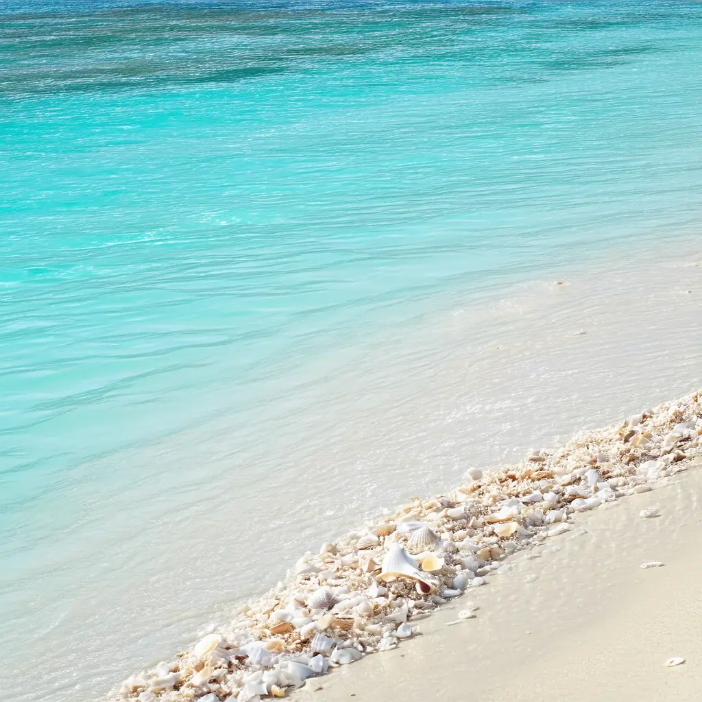 Puka Shell Beach on Boracay, a secluded crescent of crushed white shells and coconut palms with clear turquoise water lapping the shore in soft midday light